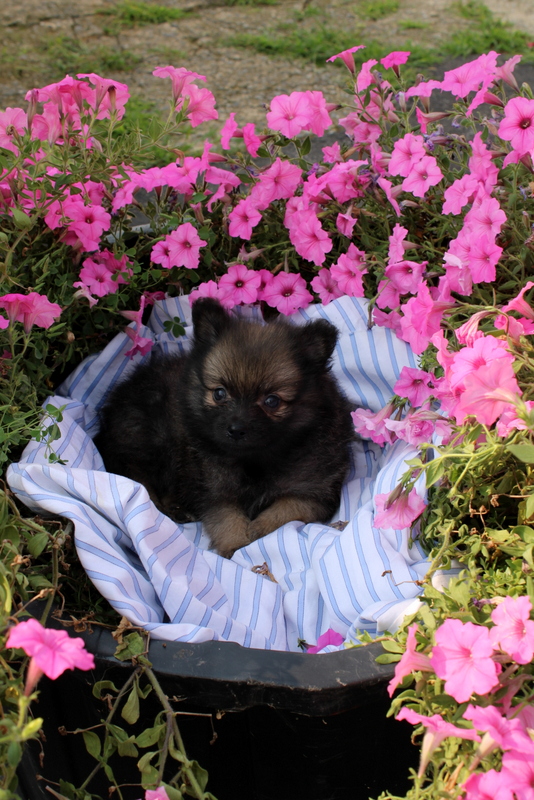 puppy, for, sale, Pomeranian, Matthew B. Stoltzfus, dog, breeder, Gap, PA, dog-breeder, puppy-for-sale, forsale, nearby, find, puppyfind, locator, puppylocator, aca